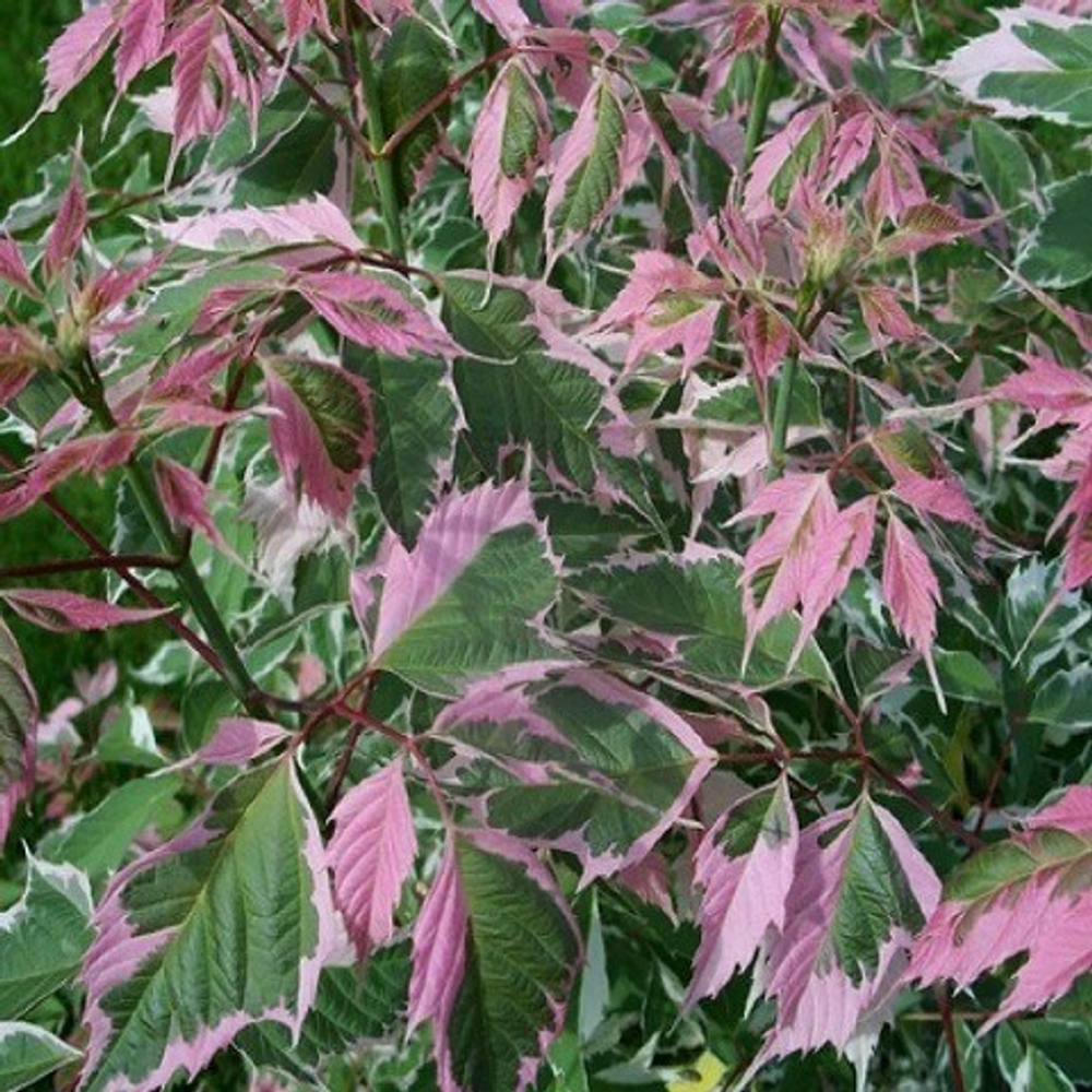 Клен ясенелистный Фламинго