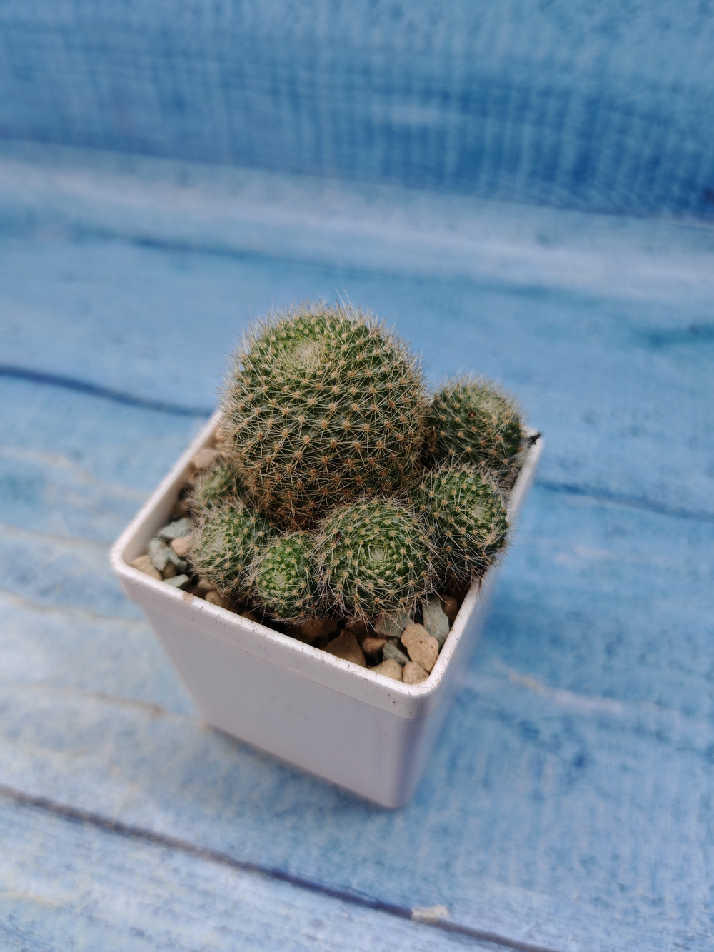 Rebutia Vulpina (Ребуция)