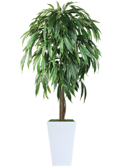 Искусственное дерево Фикус Лонгифолия 180см в высоком белом кашпо ротанг