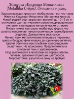 Живучка Металлика Криспа аюга
