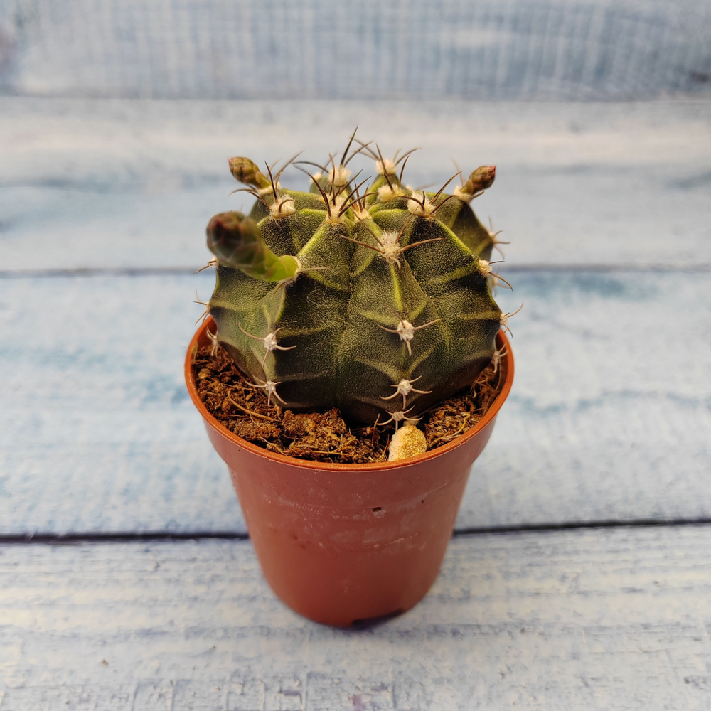 Gymnocalycium Friedrichii (Гимнокалициум)