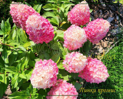 Гортензия метельчатая Пинк Промис- Розовое желание (Hydrangea paniculata `Pinky Promise`)
