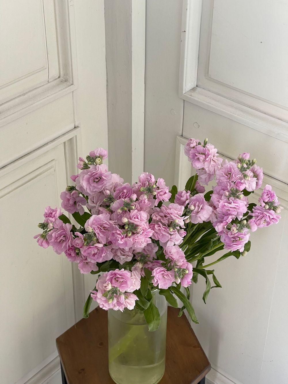 Маттиола кустовая в розовом оттенке