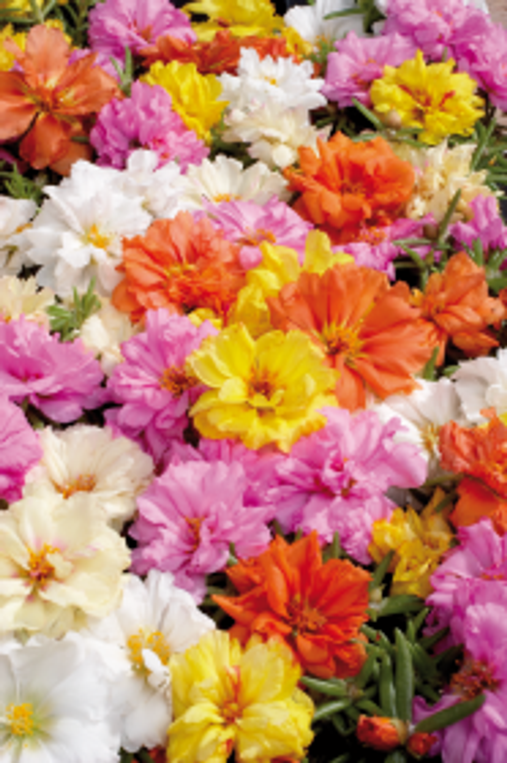 Портулак Стопвотч Микс (50шт) Витагрин Профи