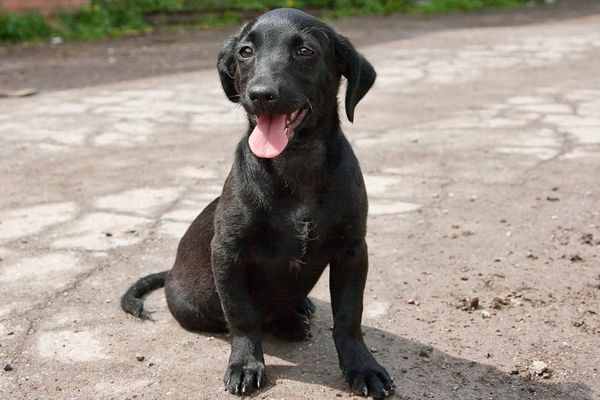 Появление собак и интересные факты из их истории