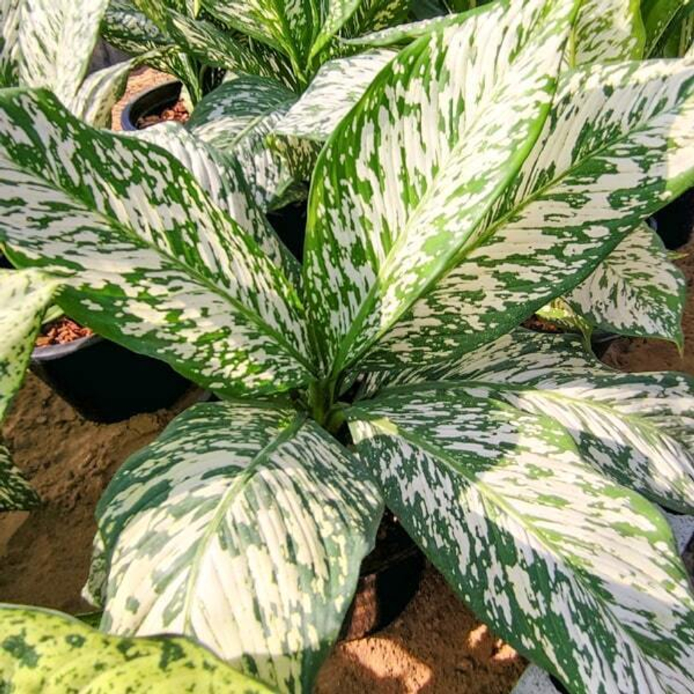 Диффенбахия THEP MONGKOL