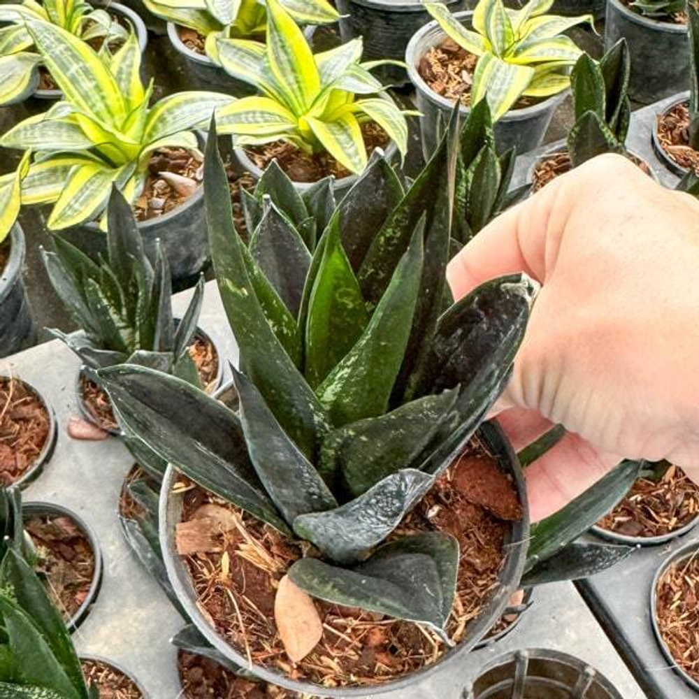 Сансевиерия LOOP PRIDE