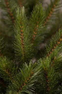 Елка Лесная Красавица стройная 215 см., леска+пвх, Triumph Tree (73904)