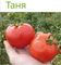 ТАНЯ F1 семена томата Seminis купить