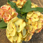 Эуфорбия Миля PIM THONG