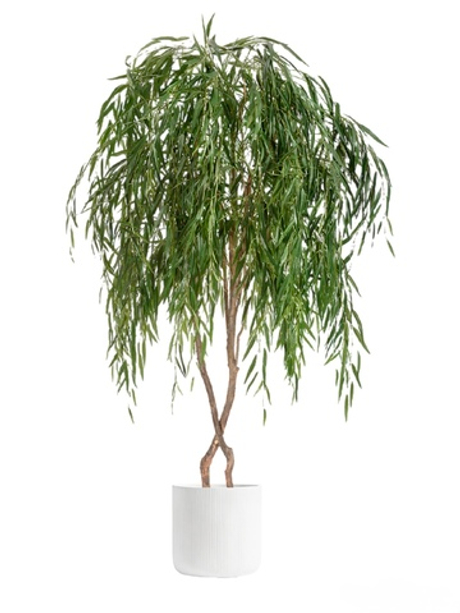 Комплект - Ива плакучая 240 см в кашпо TREEZ ERGO - серия Jet