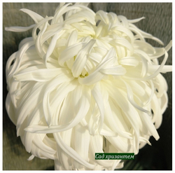 Белые букетные хризантемы