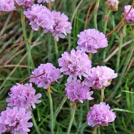 Армерия приморская (розовая). Armeria maritima.