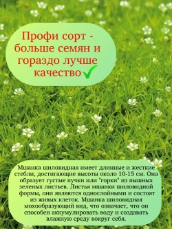 Семена Мшанка Шиловидная (Ирландский мох) 1000 шт