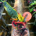 Кротон GAEW MOOKDA