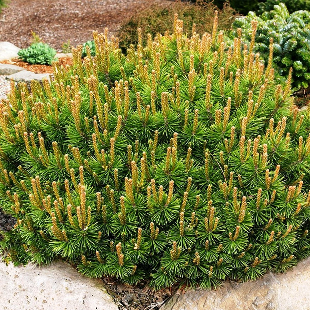 Сосна горная Pumilio