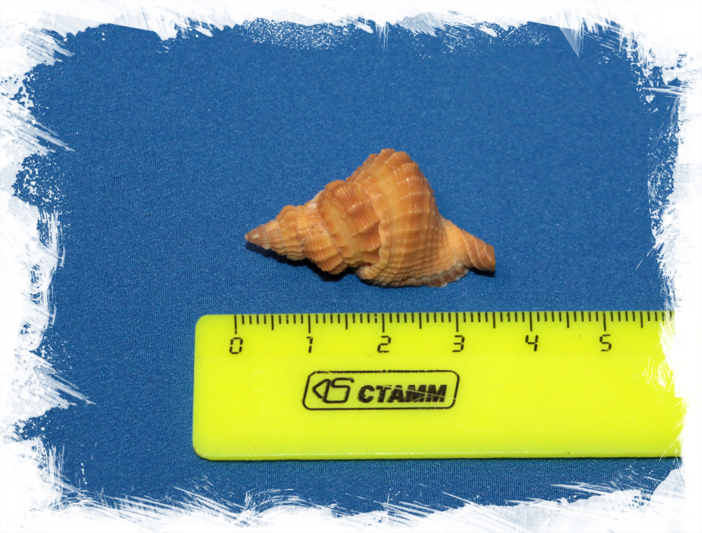 Дисторсио Курзи