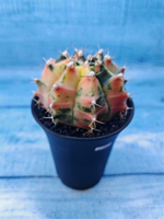 Gymnocalycium Variegata (Гимнокалициум Вариегатный)