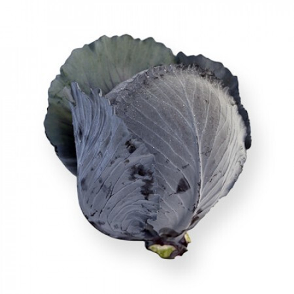 Ресима F1 семена капусты краснокочанной (Rijk Zwaan / Райк Цваан)