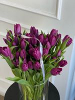 Тюльпаны классика - фиолетовый цвет
