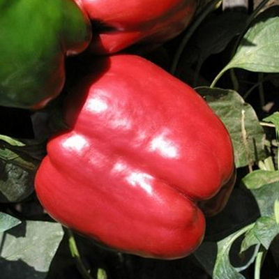 Рэд Найт ЭКС 3 Р F1 семена перца сладкого (Seminis / Семинис)