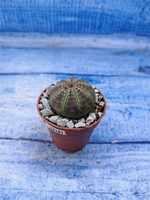 Euphorbia Obesa (Эуфорбия)