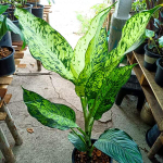 Диффенбахия SIRI CHOKCHAI