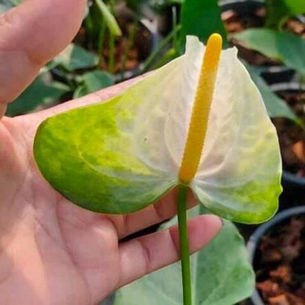 Антуриум Андрэ SKY р. МИНИ