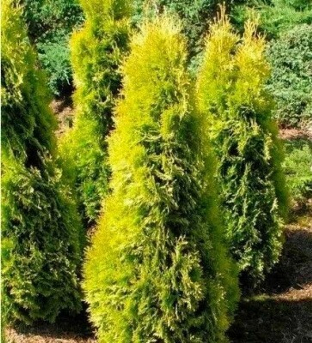 Туя западная Salland (Саланд) 50 см