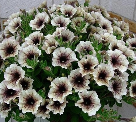 ЕВРО Petunia Tea Tiramisu укореннный черенок ОКС ФЕВРАЛЬ