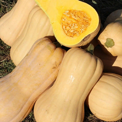 Матильда F1 семена тыквы (Enza Zaden / Энза Заден)