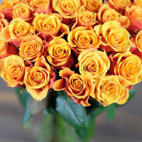 Купить Розы двухцветные Espana от 7шт