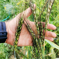 Пшеница Персидская Карталинская - Triticum Carthlicum