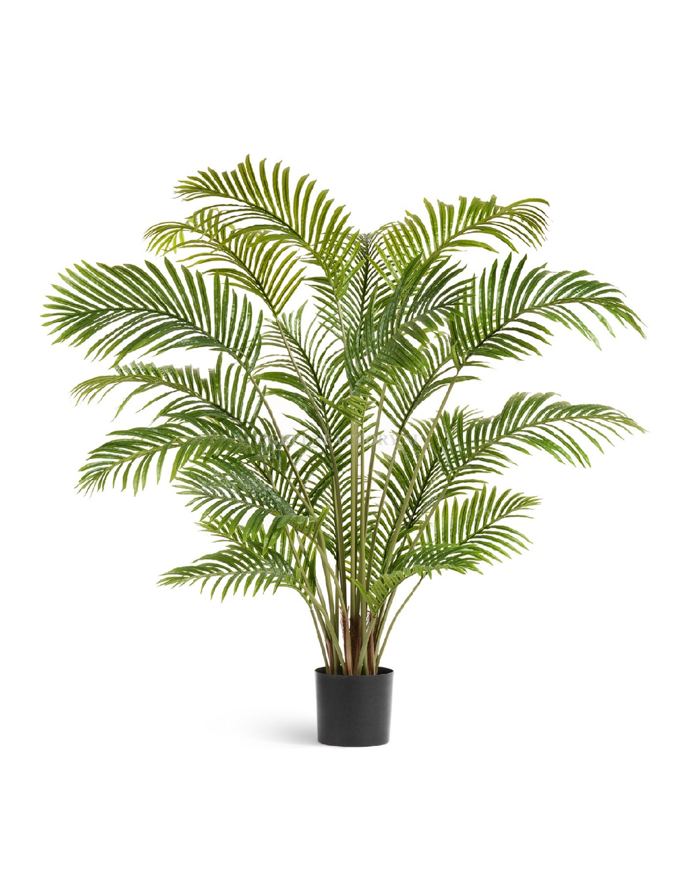 Пальма Арека Хризалидокарпус