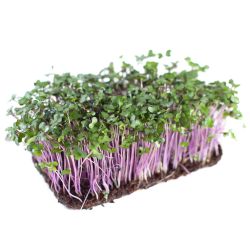 Капуста краснокочанная (семена)