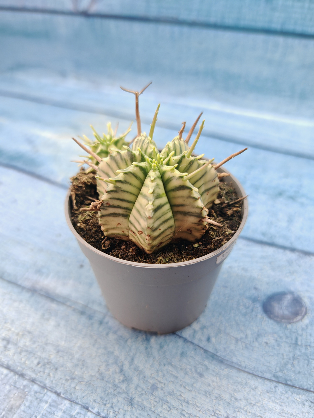 Euphorbia meloformis f. Variegated (Эуфорбия вариегатная)
