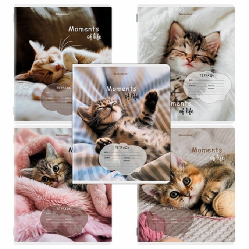 Тетрадь 18л, клетка, Brauberg Котята, в ассортименте, 1шт.