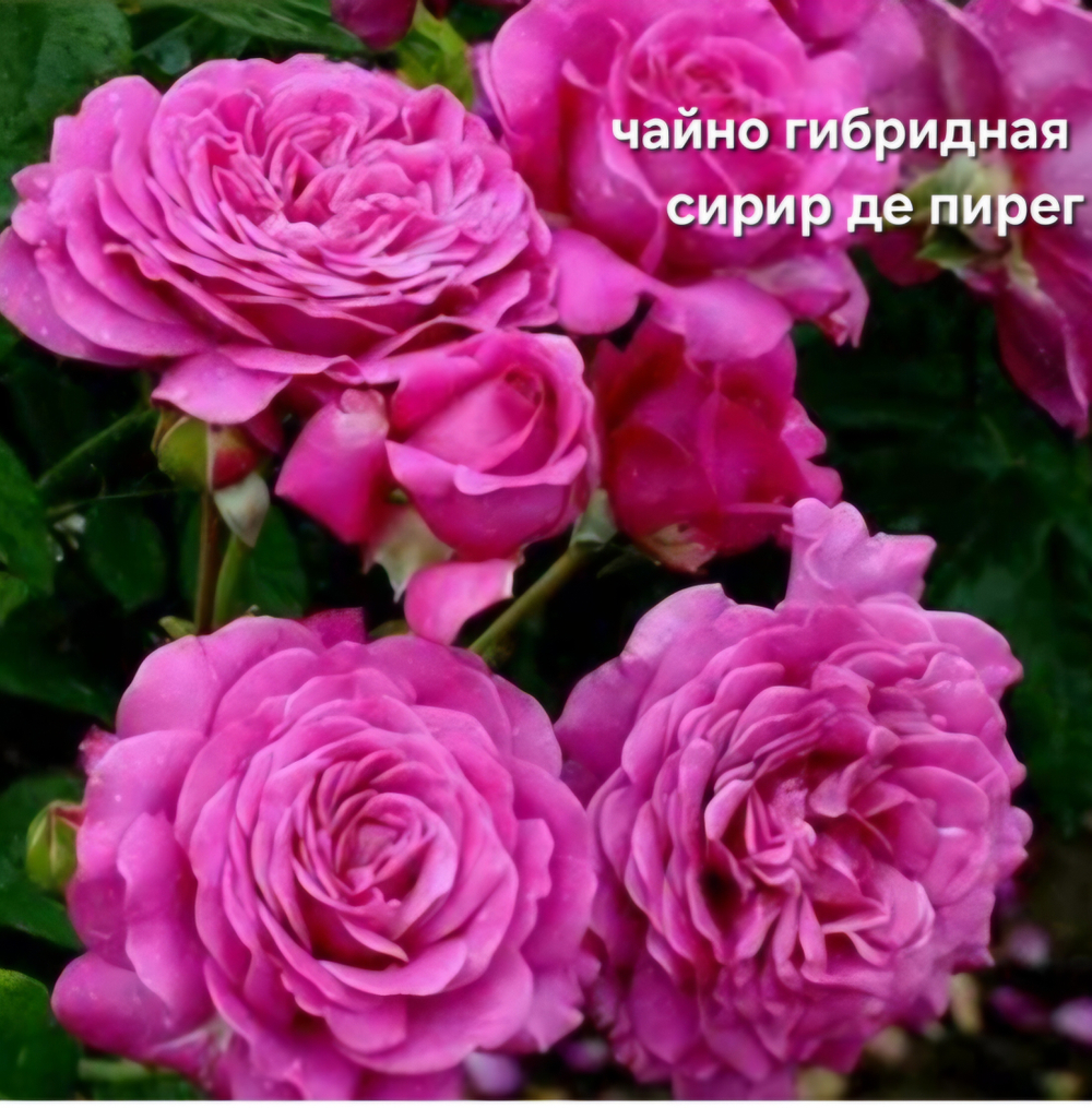 саженцы роз чайно гибридная СИРИР ДЕ ПИРЕГ