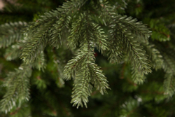 Ель Ноттингемская 260см зеленая Triumph Tree