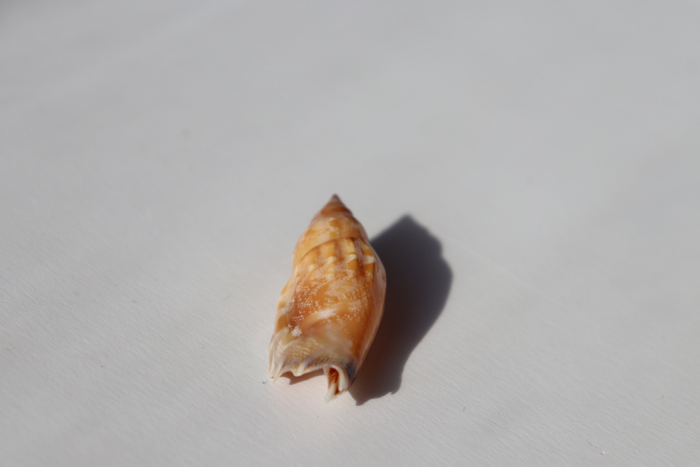 Раковина Стромбус дентатус (Tridentarius dentatus)