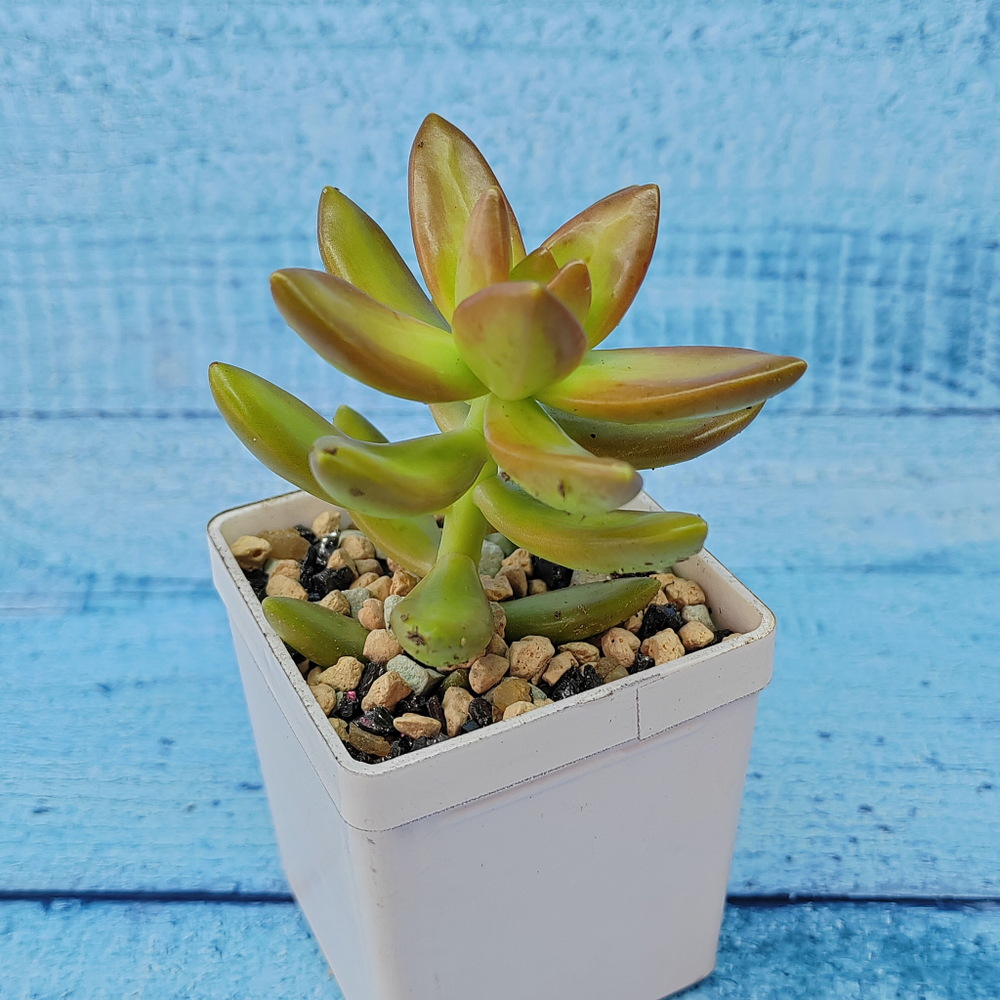Sedum Nussbaumerianum (Седум)