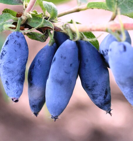 Жимолость Чулымская