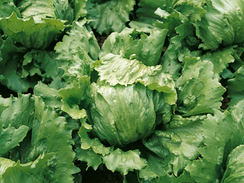 Даймонд семена салата айсберг (Enza Zaden / Энза Заден)