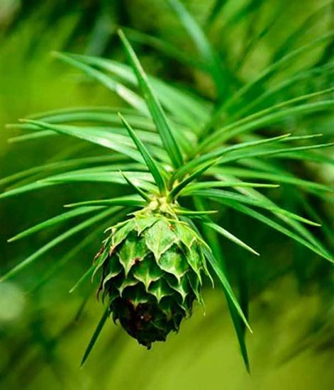 Ароматический диффузор Зимняя ель, Bago home