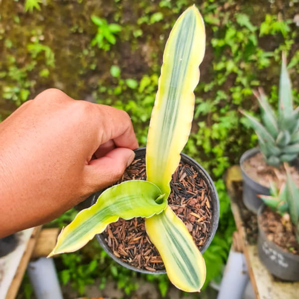 Сансевиерия KATANA YELLOW