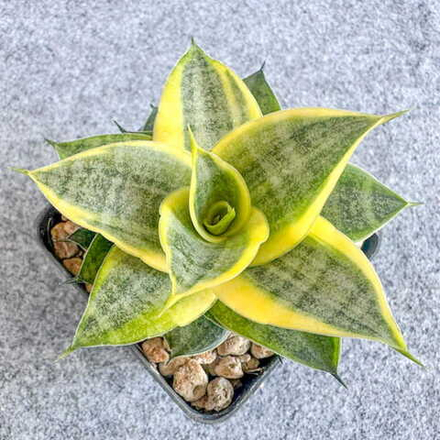 Сансевиерия MOONGLOW