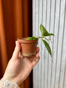 Хойя Паразитика Блэк Эйдж, D5см Н15см, 1шт, Urban Jungle (7583)