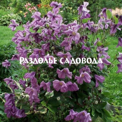 Клематис интегрифолия Память сердца