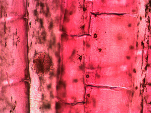 Микроскоп Levenhuk Rainbow 50L PLUS Лазурь