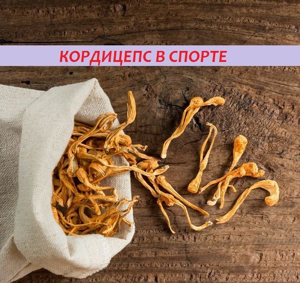 Кордицепс в спорте